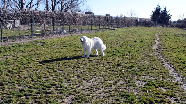 La meute de Montagne des Pyrénées à l'élevage de Patou de la Plaine d'Astrée en Février 2015