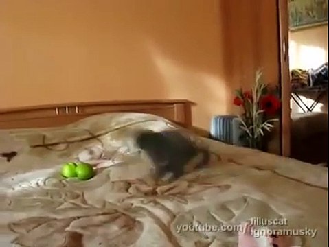 Kediler Nelerden Korkar