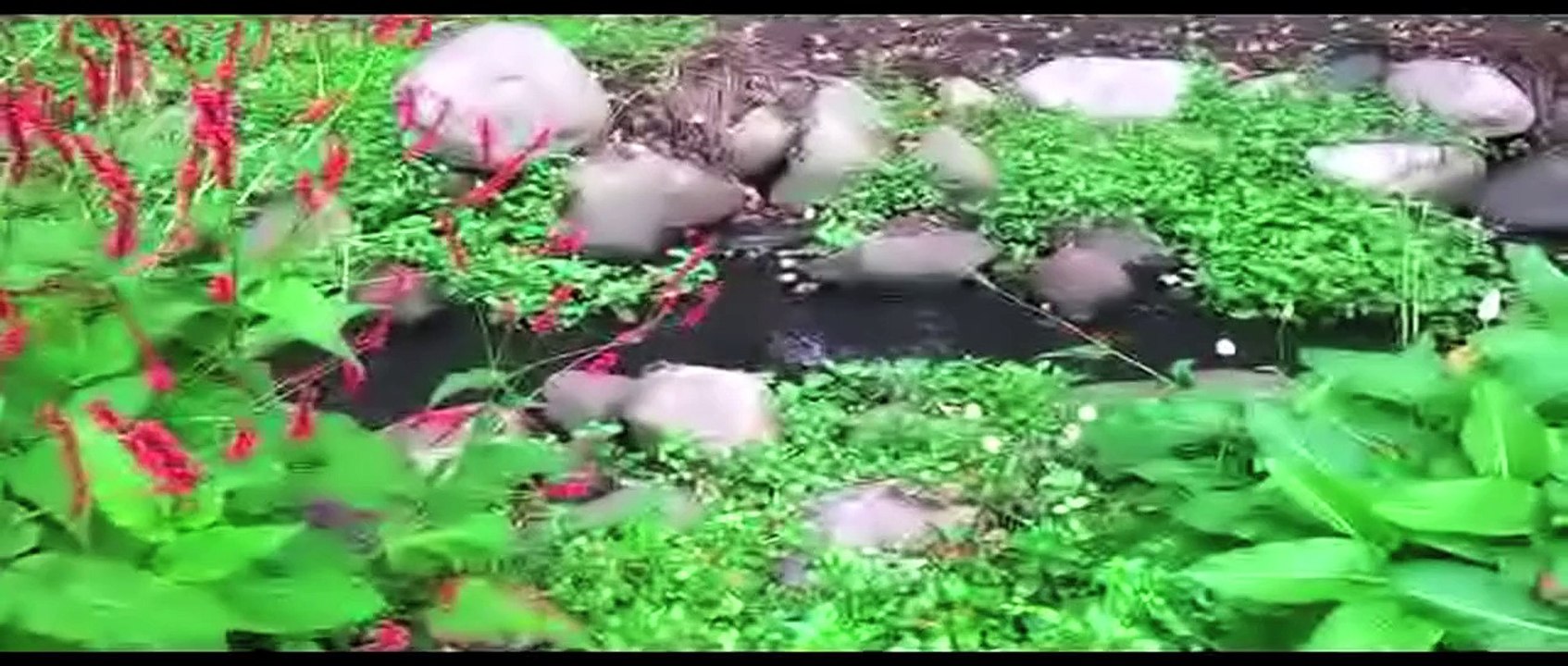 Rosarium Uetersen 2014 /Full Film/Ganzer Film/Complete Movie