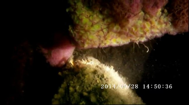 GESMA PLONGEE BASSIN ARCACHON HORTENSE