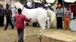 2013 Pakistan horse dance mast kora must watch mangla dam - Pakfiles
