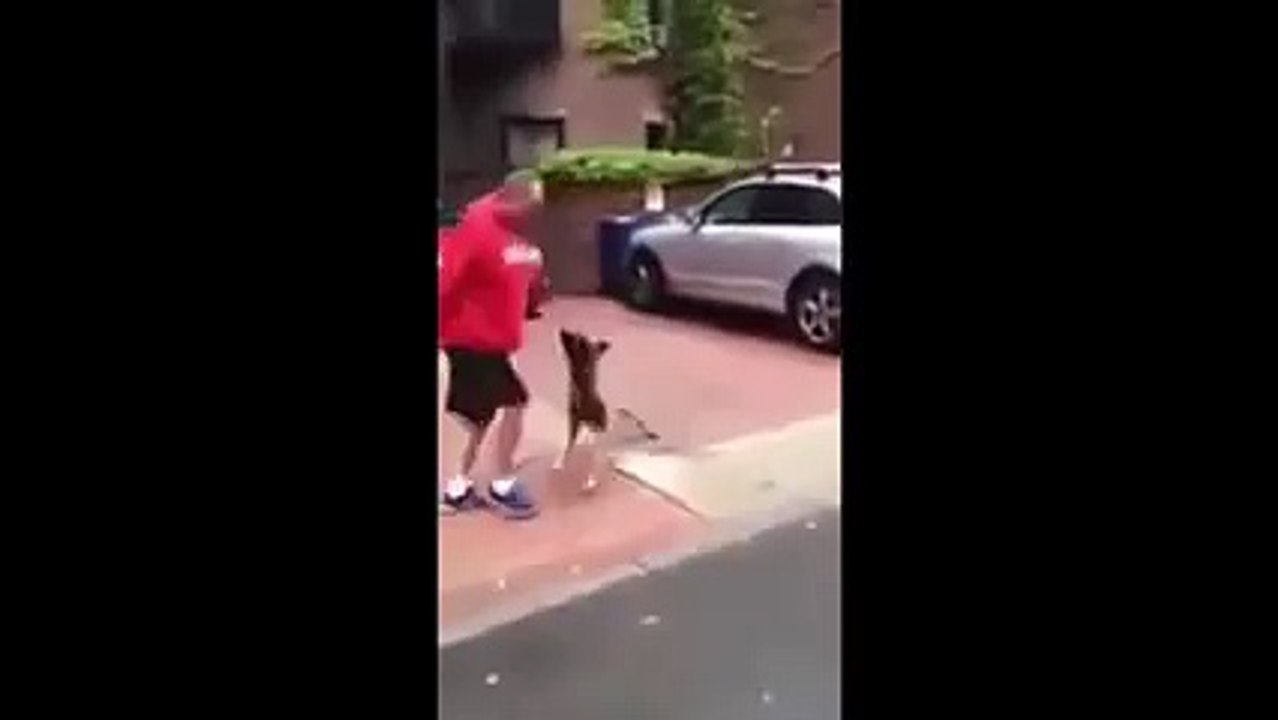 fight between a dog and man