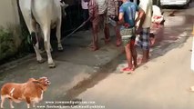 Awesome kick by dangerous cow bakra eid