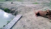 Asombroso! Perro salva a hombre por ahogarse en un lago! No puedes dejar de verlo!