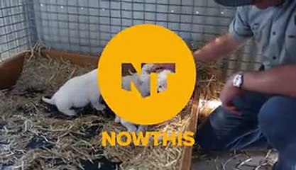 Baby White Lions Are Incredible