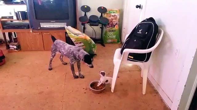 ¿Quién crees que gane? Duelo entre perritos! Derroche de ternura estos animales!