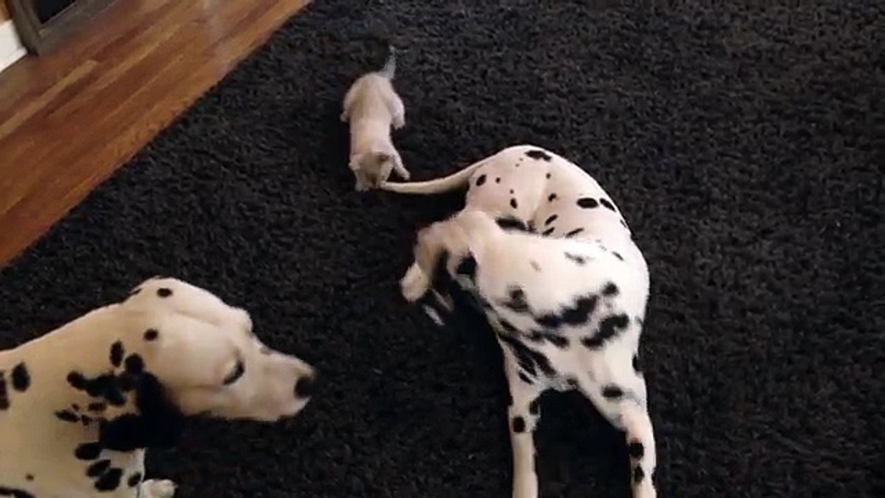 Este gatito busca enloqueser al perro de la casa... El final... imperdible!