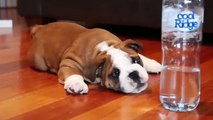 No te pierdas la reaccion de este perro al ver una botella de agua