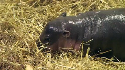 Te enamorarás! hipopotamo recien nacido