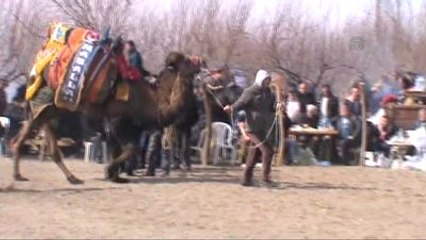 Çardak'ta Deve Güreşi