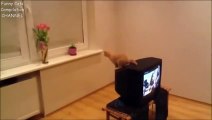 Cats Jump Fail Compilation - Funny Cats Compilation