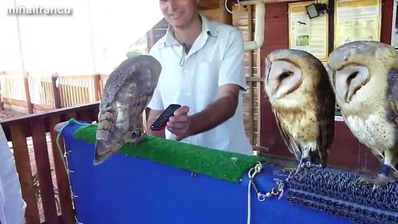 Haroon Mahmood – Funny Video Of Funny Animals Garner