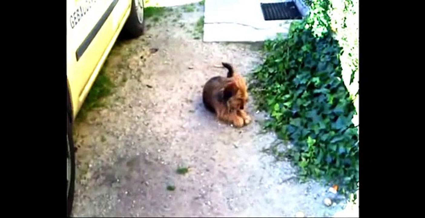 Pauliene und ihre Abenteuer #1 - Die Nüsse