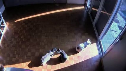 Un timelapse avec des chats qui suivent un rayon de soleil