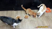 Yemeğini Paylaşmayan Aç Gözlü Kedi