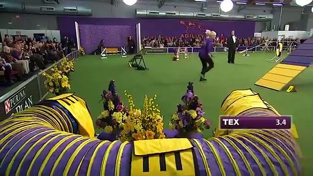 Un chien très rapide pendant une course d'agility