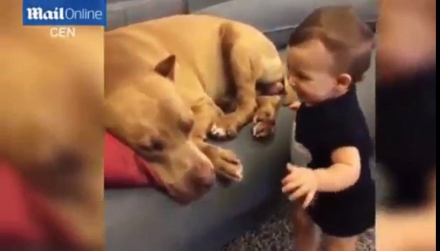 Baby Encouraged to Kiss Sleeping Pitbull Sparks Anger at Parents