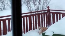 un chat traverse la neige pour des croquettes