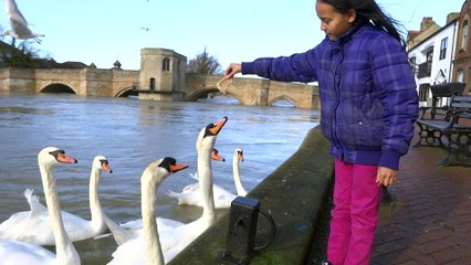 Small girl feeds swan and keeps fingers
