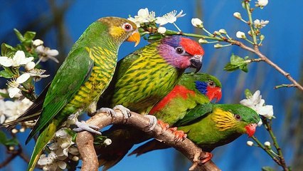 musique  Piet Veerman Sailing home ..De beaux oiseaux...