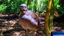 The amazing lyrebird mimicking children toy gun and other sounds