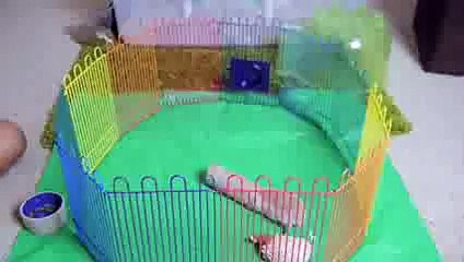 Meet my pet Hedgehog Poki !!!