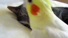Parrot preens Cat whiskers - Попугай чистит Кошке усы - прикол !