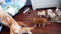 Mum Cat scares Kittens - Funny - Кошка напугала своих Котят - Прикол !