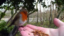 Robin and Great Tit Bird - Hand Feeding Song Birds