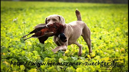 wir legen einen Wildacker-Streifen an....