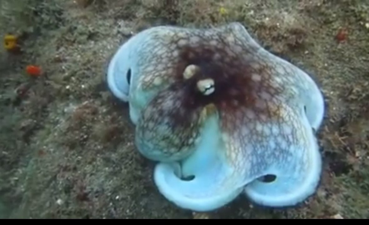 Camouflaged Octopus - They are amazing creatures