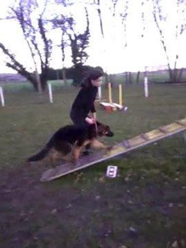 Jaïka Des Touches Noires 5 mois à l'agility