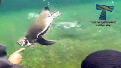Funny and cute penguin videos compilation