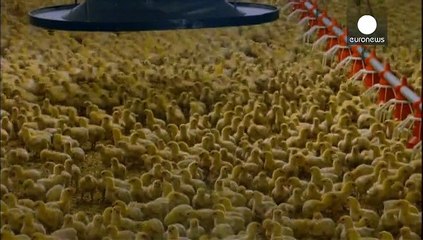 Alemanha: Massacre de frangos com fim à vista