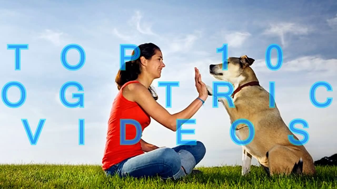 Top 10 dog trick videos compilation