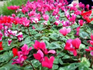 Nedim varol, Tufanbeyli,Adana . (Pazarlıkmı olur.2013