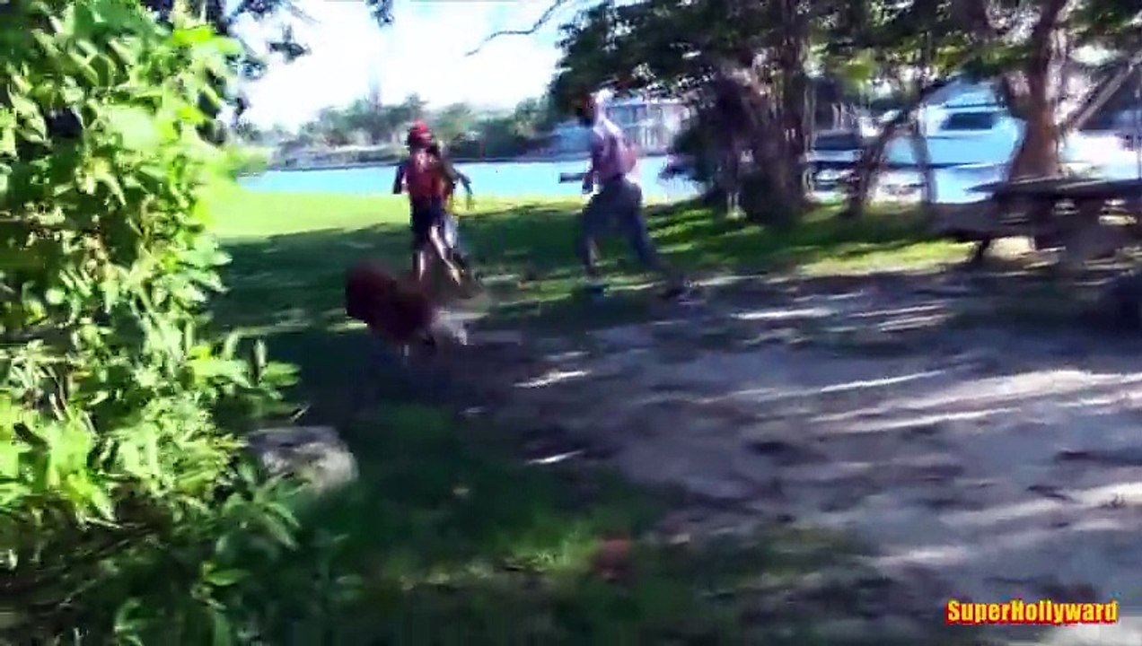 LION PRANK!!!