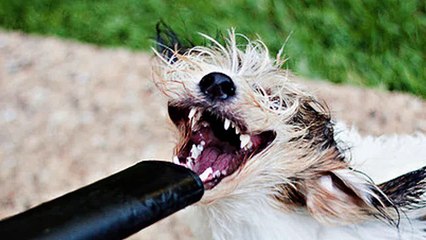 Dogs react to leaf blowers - Funny dog compilation