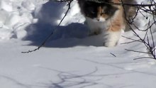 Fat Cat and Snow Challenge - Кот Снегоход ))