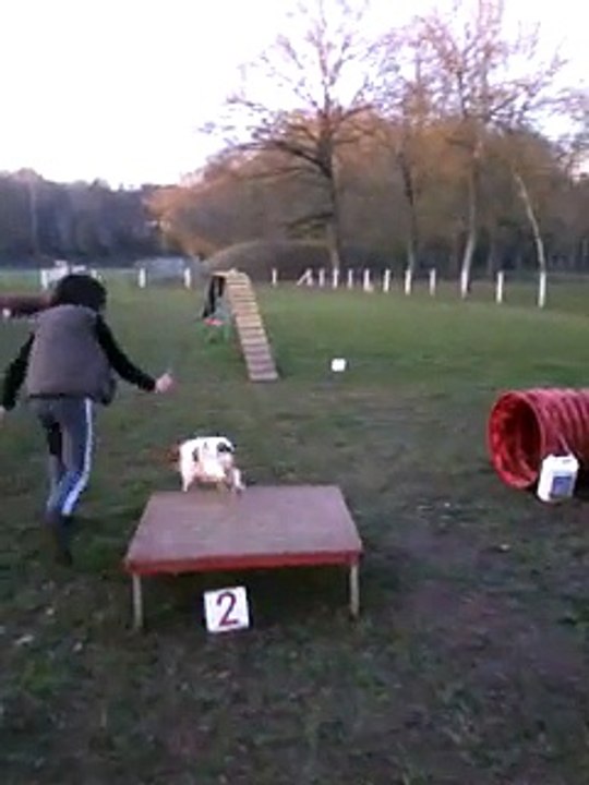 Hello Kitty Des Touches Noires, femelle Cavalier King Charles de 3 ans en agility