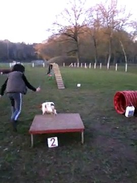 Hello Kitty Des Touches Noires, femelle Cavalier King Charles de 3 ans en agility