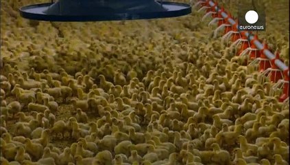 ألمانيا تختار فحول الديكة بطريقة مبتكرة