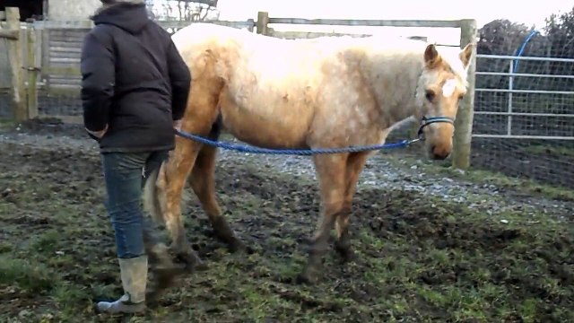 Maxie Quarter Horse, Leading Exercises: HOLLYMOON PEPI McCUE, 2012 palomino QH filly