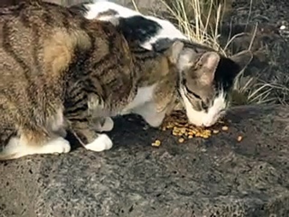 Cat vs Mongooses for Food - Мангусты борятся за еду с Котами !