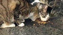 Cat vs Mongooses for Food - Мангусты борятся за еду с Котами !