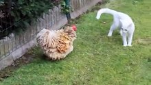 Funny Kitten vs Chicken - Котенок достает Курицу