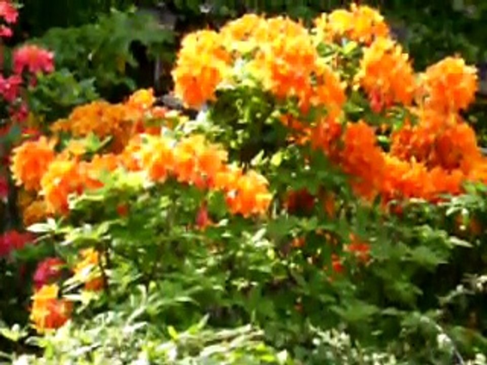 Nedim varol, Tufanbeyli,Adana . (VAY DÜNYA.