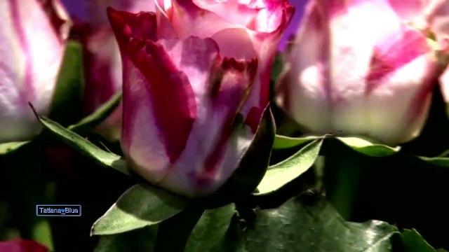 Giovanni Marradi - Tango de Roses