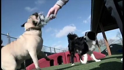 The Pet Boarding Animal Den Virtual tour 2015