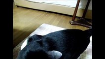 パパのことが大好きな猫のパン君